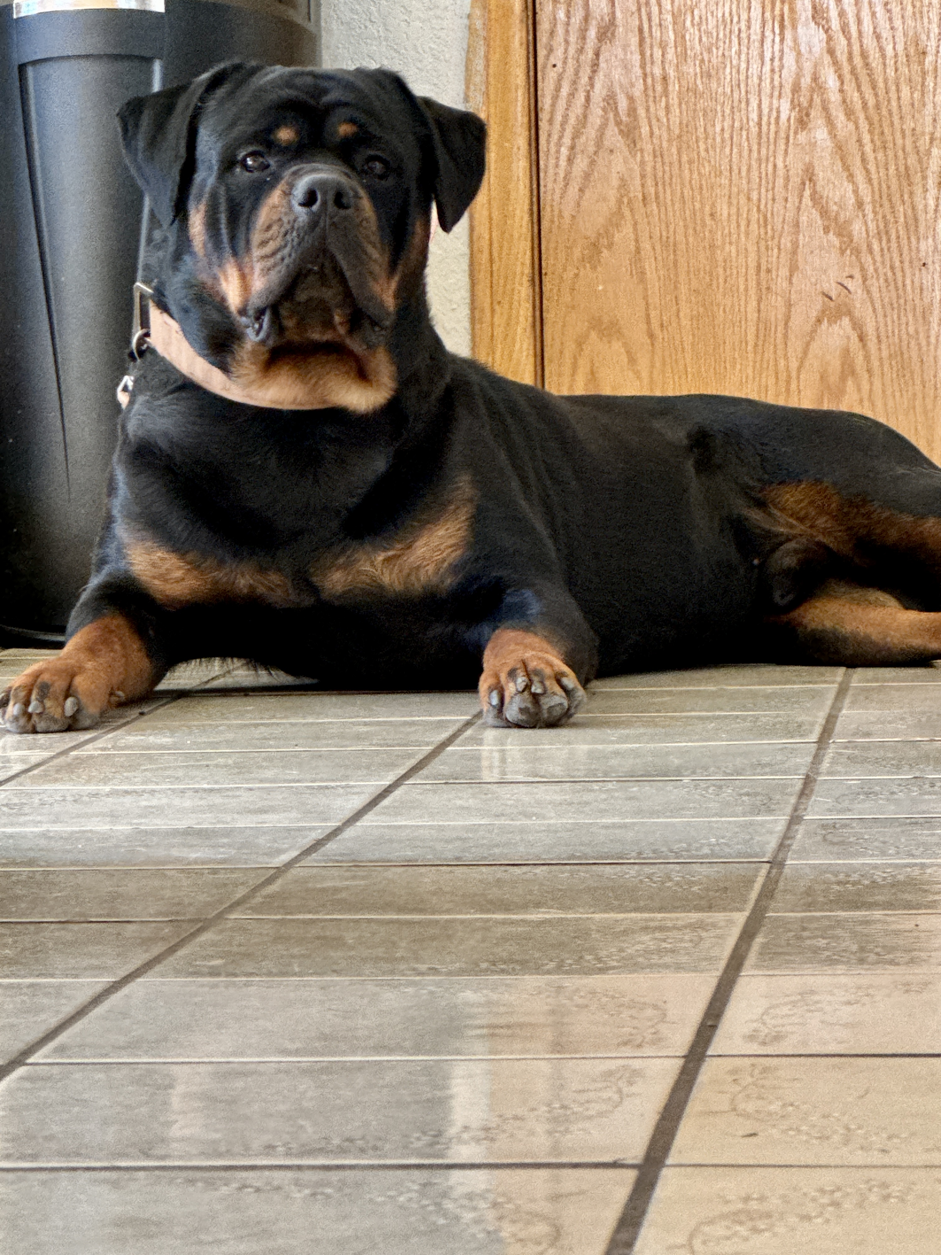 Bren's Rotties | Premium AKC Rottweiler Breeder